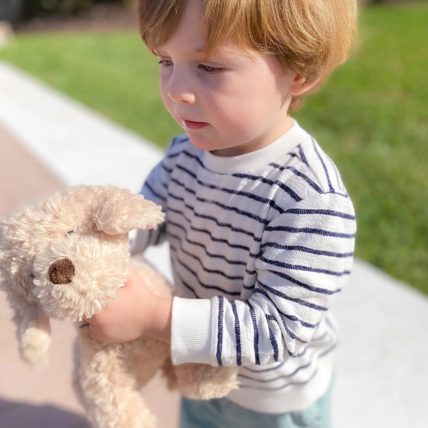 Bentley the Golden Doodle